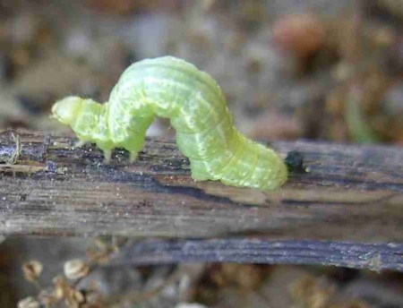 Chenille verte